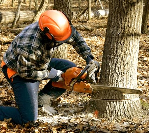 Tree Removal in Coila, MS